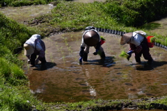 今日も田植えです