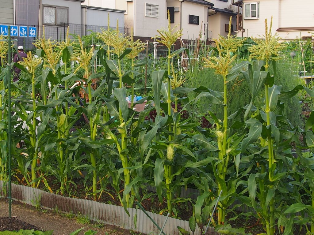 トウモロコシ雄、雌花開花受粉中
