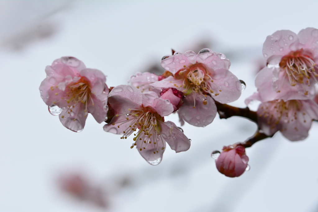 濡れる梅花