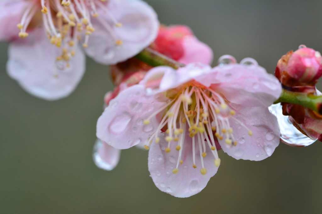 隣家の花桃