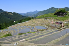 大石と五月の棚田