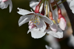 今年の桜綺麗
