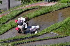 田植え中