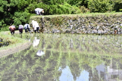 早苗が植えられ上の田んぼへ