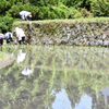 早苗が植えられ上の田んぼへ