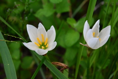 ノビルの花