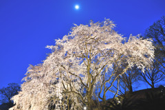 枝垂れ夜桜