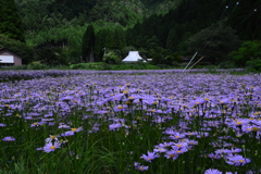 除虫菊（シロバナムシヨケギク）の里