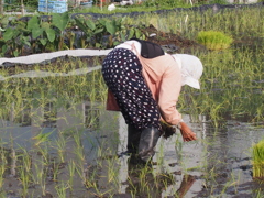 機械植えの後、手直し作業