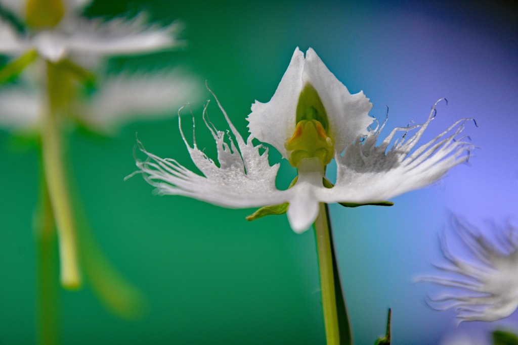 サギ草