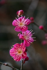 北野天満宮紅梅