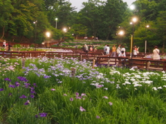 花菖蒲園のライトアップ