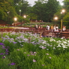 花菖蒲園のライトアップ