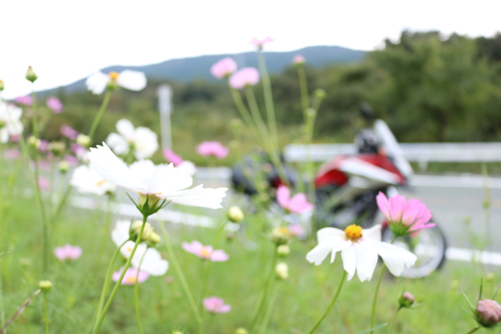 バイクで来た( `・ω・)ｷﾘｯ