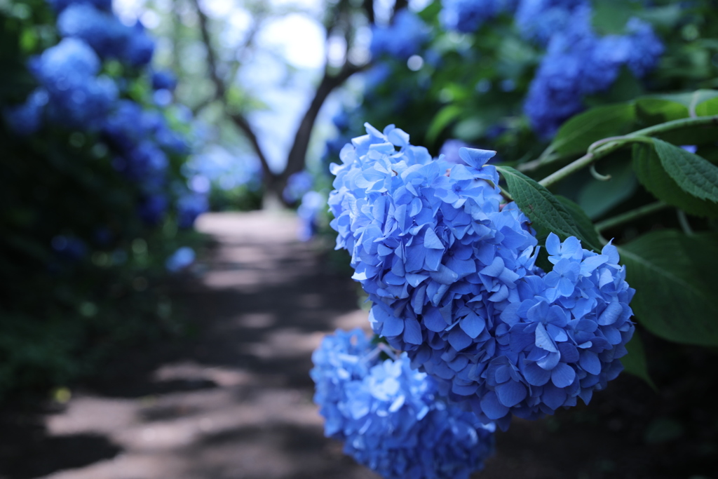 紫陽花の道