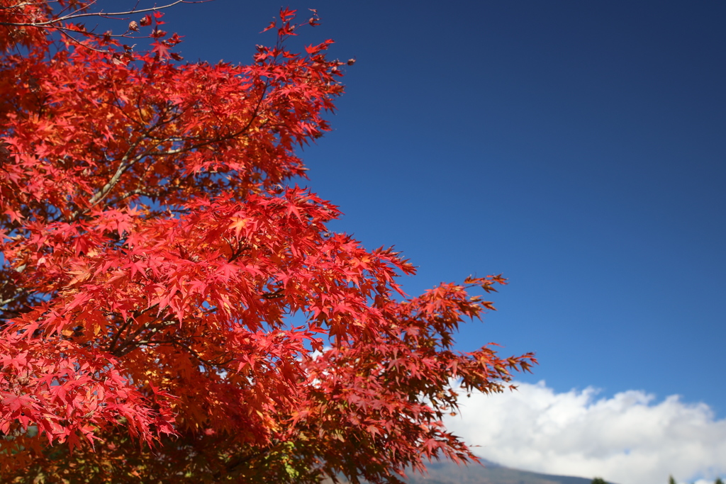 紅葉と青空