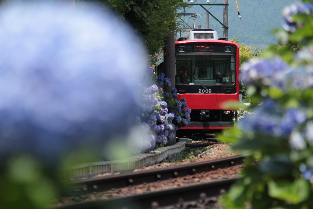 あじさいと箱根登山鉄道