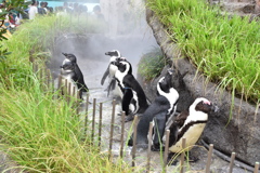 サンシャイン水族館　ペンギン