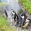 サンシャイン水族館　ペンギン