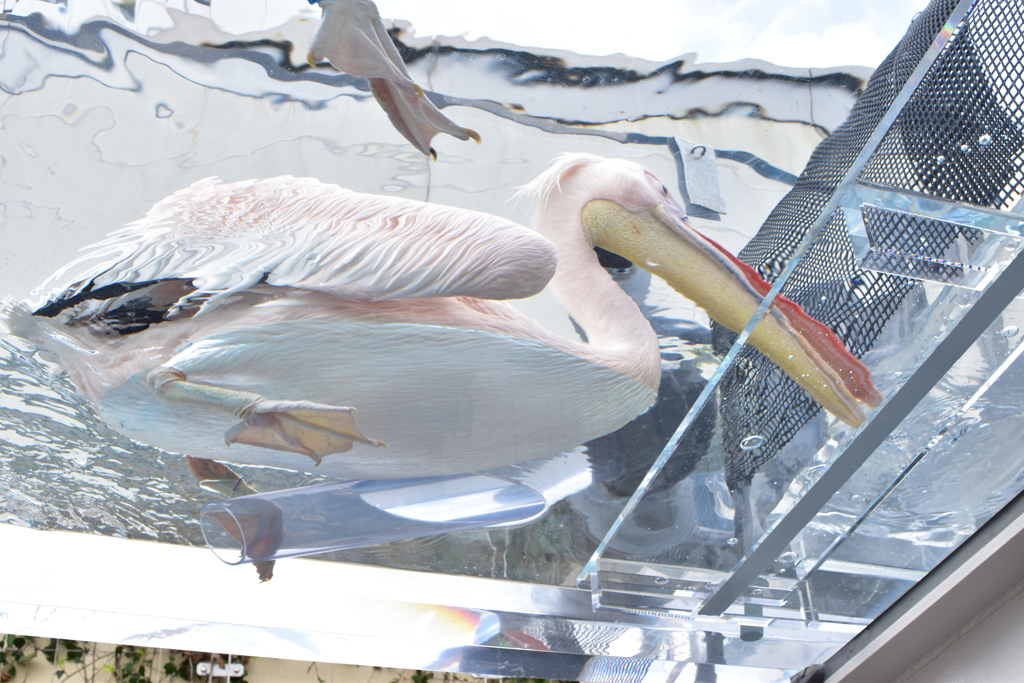 サンシャイン水族館　ペリカン