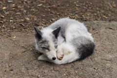 犬に見える