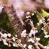 桜の香り