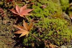 鎌倉 深秋