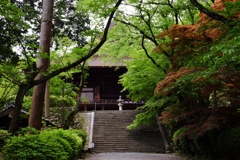 新緑の三井寺