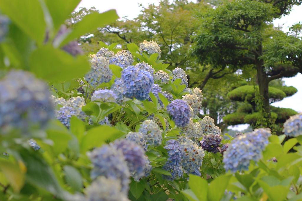 紫陽花