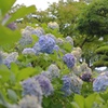 紫陽花