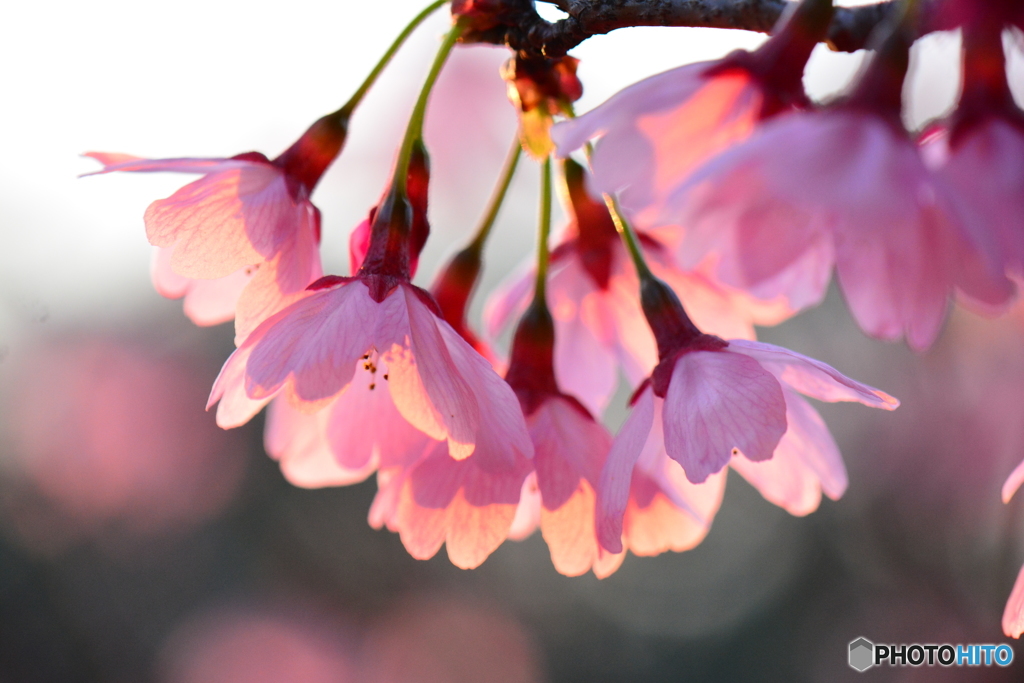 花灯り