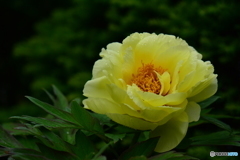 雨の中 たおやかに花開く