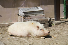 癒されます