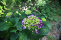 東美濃産紫陽花