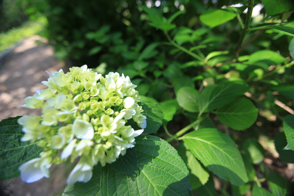 紫陽花の時期ですね
