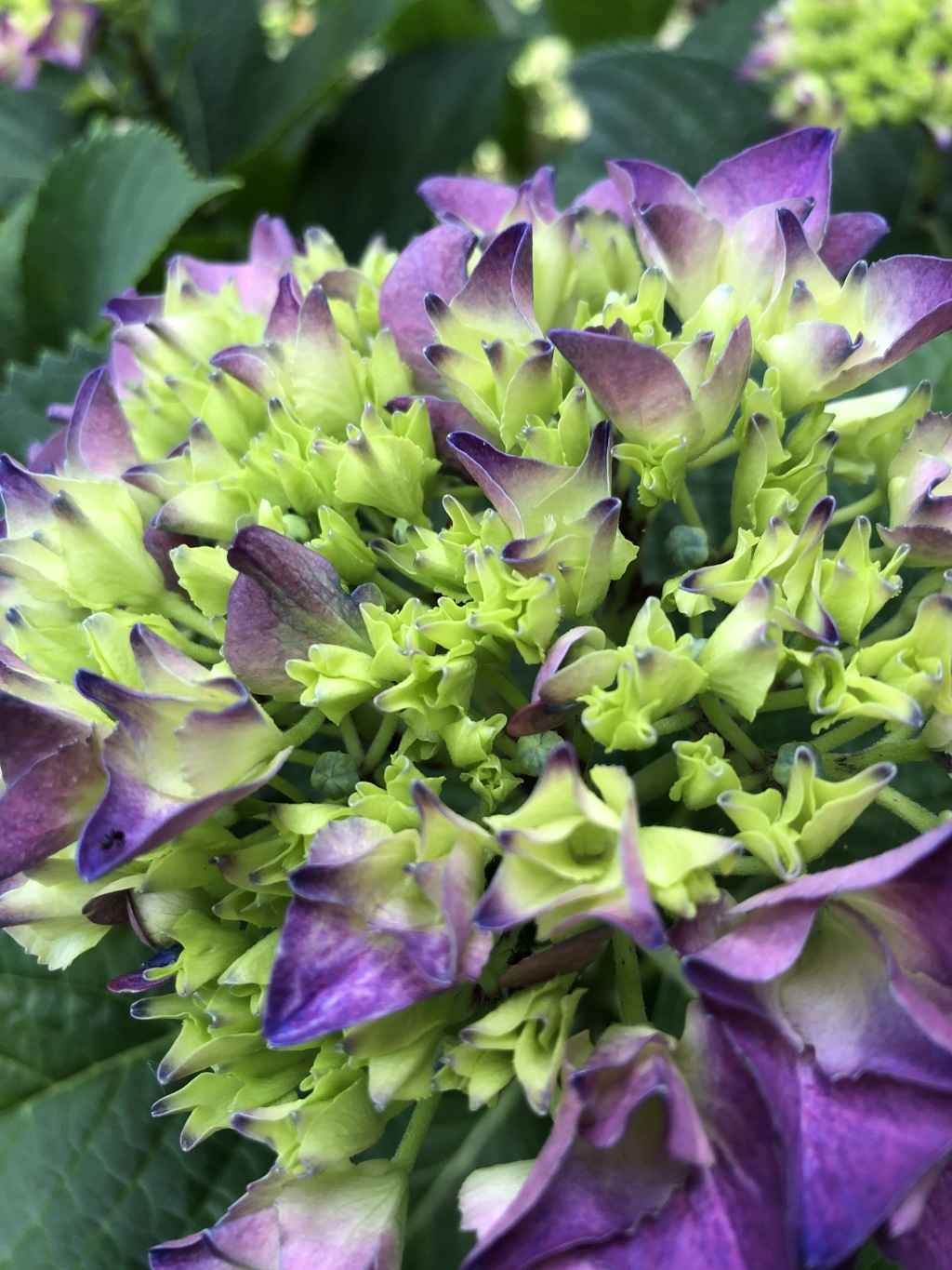 紫陽花と戯れる