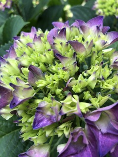 紫陽花と戯れる