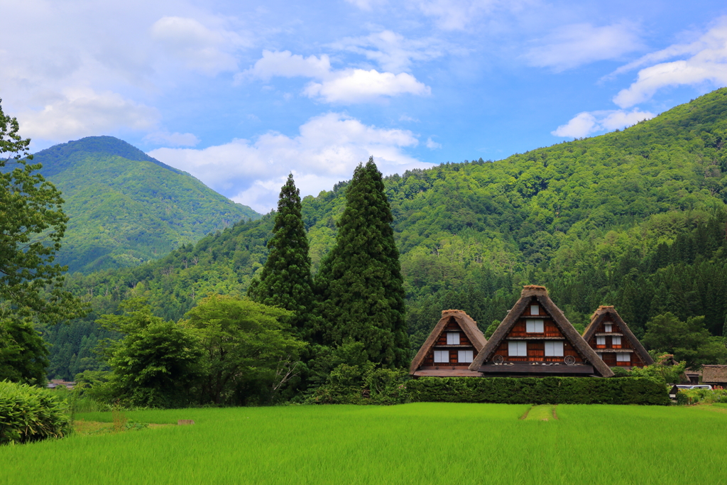 白川郷の初夏