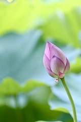 つぼみ
