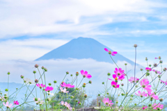 コスモスと富士山