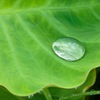 里芋の葉っぱ
