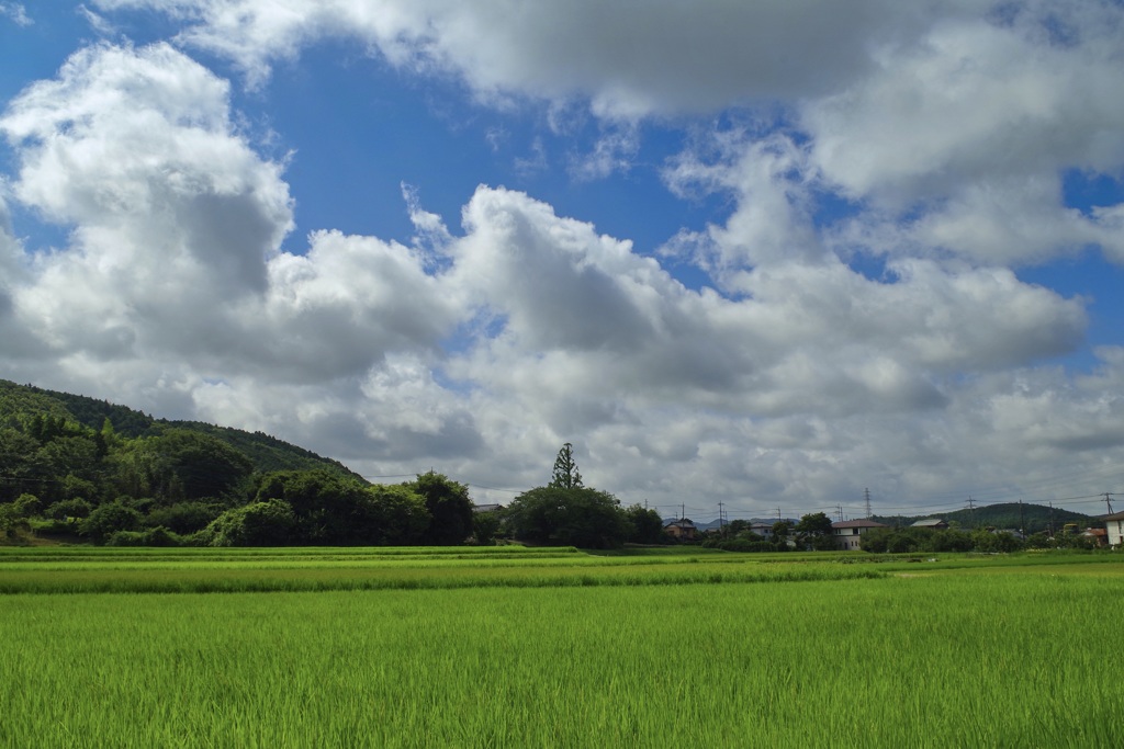 田舎の風景