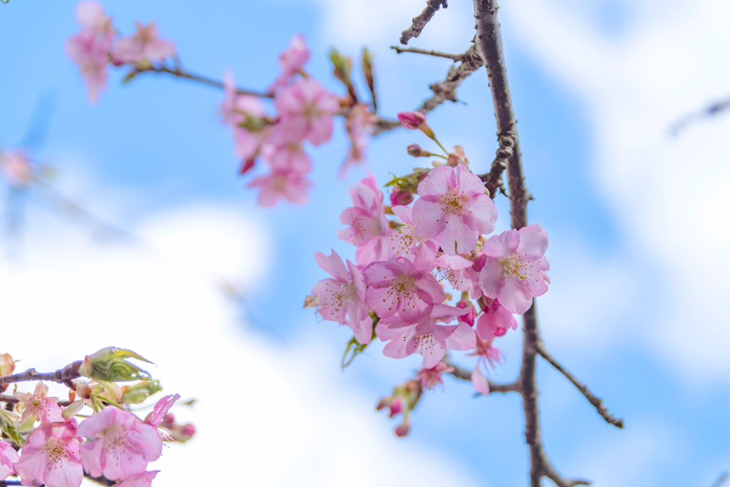 君津市 久留里城の河津桜