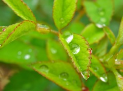 雨上がり