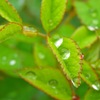 雨上がり