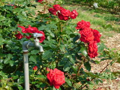 DSCN0085