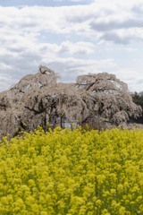 滝桜