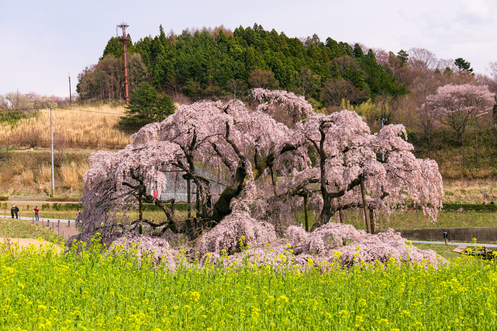 滝桜満開