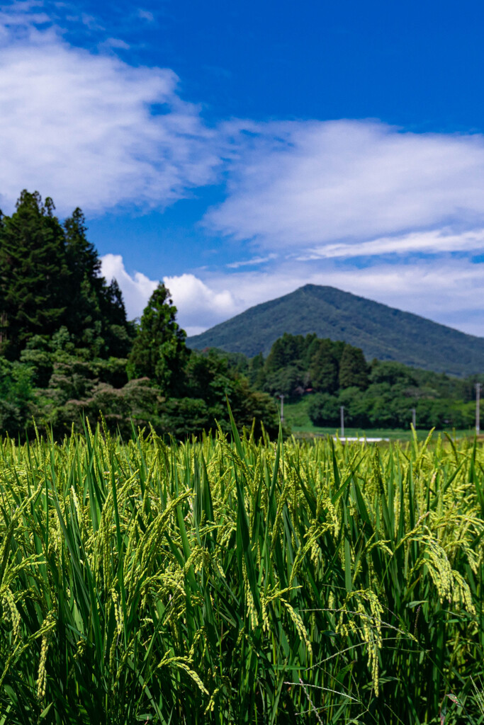 夏の田んぼ