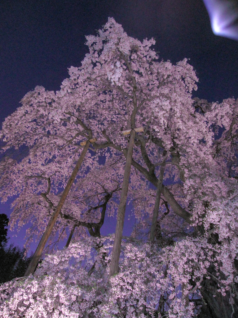 滝夜桜